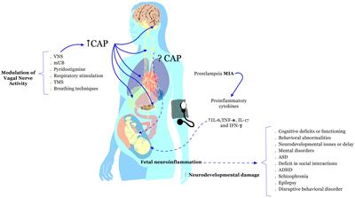 Modulation of vagal activity may help reduce neurodevelopmental damage in the offspring of mothers with pre-eclampsia